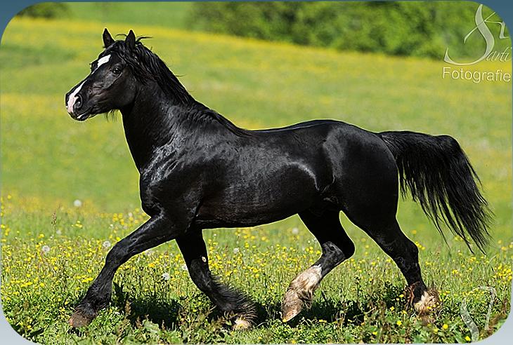 Heubachs Welsh COB Zucht Werner Anker